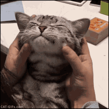 Aww Squish GIF - Aww Squish Cat GIFs