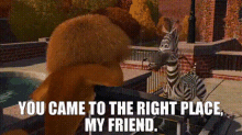 Madagascar Marty GIF - Madagascar Marty You Came To The Right Place My Friend GIFs