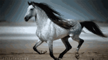 Horse Epuine GIF - Horse Epuine Running GIFs