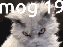 Mog Mog19 GIF - Mog Mog19 Rog GIFs