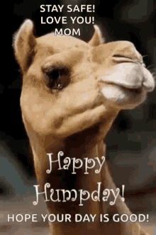 Happy Humpday Camel GIF - Happy Humpday Camel Hope Your Day Is Good GIFs