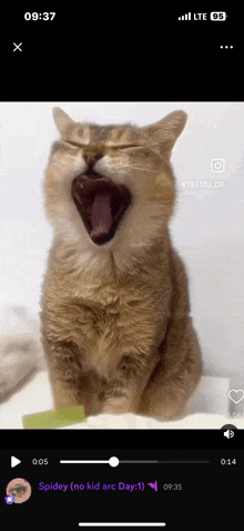 a video of a cat yawning is being played on a cell phone