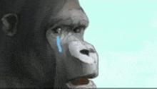 a gorilla with a tear coming out of its nose .