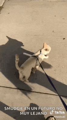 Walking Cat On Leash GIF - Walking Cat On Leash Where To Go GIFs