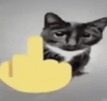 a black and white cat is sitting next to a yellow thumbs up sign .