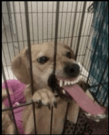a dog with its tongue hanging out of its mouth is in a cage