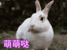 兔子 兔兔 可爱 吃 GIF - Bunny Rabbit Cute GIFs