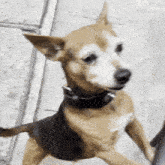 a brown and white dog with a black collar is standing on a sidewalk