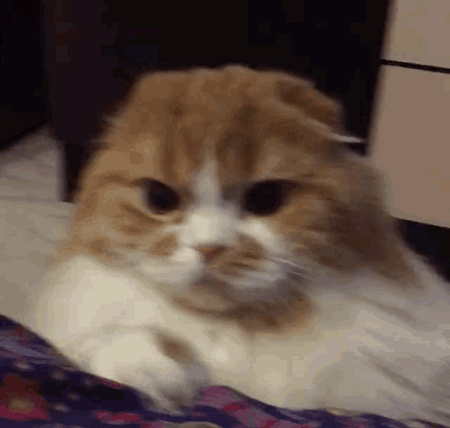 Angry Angry Cat GIF - Angry Angry cat Memeshyne - Discover & Share GIFs