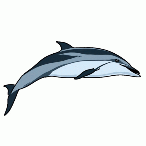 transparent dolphin tumblr