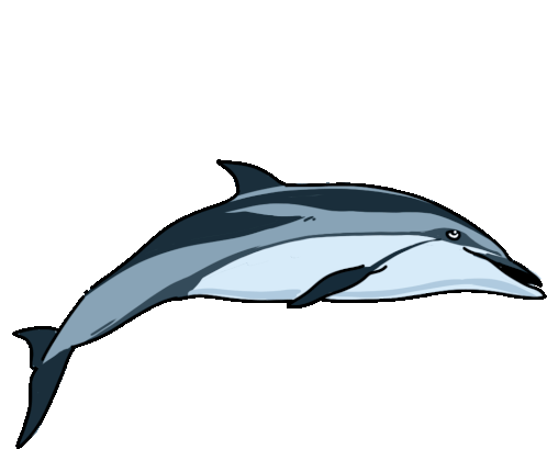 Dolphin Striped Dolphin Sticker - Dolphin Striped Dolphin Euphrosyne Dolphin Stickers