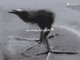 a black and white photo of an ostrich with the caption " bro thinks he 's tuff "