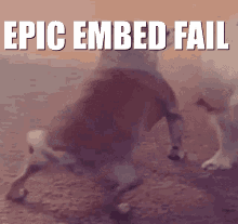 Epic Embed Fail Dogembedfail GIF - Epic Embed Fail Embed Fail Dogembedfail GIFs