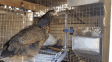 Can You Put Chickens And Rabbits Together GIF - Can You Put Chickens And Rabbits Together GIFs