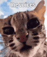 The Voices Cat GIF - The Voices Cat Dna GIFs
