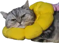 a cat wearing a yellow flower shaped cone on its neck
