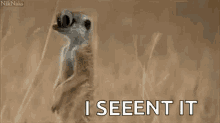 Meerkat Googly Eyes GIF - Meerkat Googly Eyes Funny GIFs