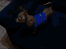 a dog in a blue shirt is laying on a couch