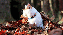 Cat Leaves GIF - Cat Leaves Cute Cat GIFs