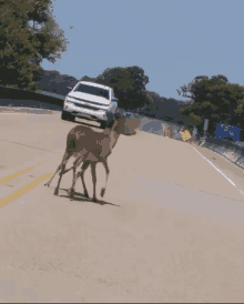 Deer Bridge GIF