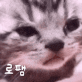 a close up of a cat 's face with a foreign language written on it .