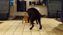 Dogs Chasing In Circles Big Dog GIF - Dogs Chasing In Circles Big Dog Small Dog GIFs