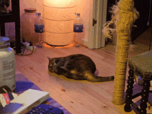 a cat laying on a wooden floor next to a bottle that says water