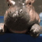 a close up of a hippopotamus drinking water from a bottle .