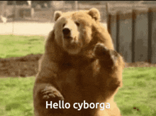 a brown bear standing on its hind legs with the words hello cyborga below it