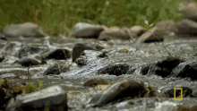 River Flowing The Great Human Race GIF - River Flowing The Great Human Race Entering A Salmon Graveyard GIFs