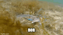 Bor Crab GIF - Bor Crab Real GIFs
