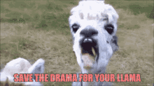 Save The Drama For Your Llama Chews GIF - Save The Drama For Your Llama Llama Drama GIFs