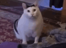 Cat Shocked Cat Mouth Open GIF - Cat Shocked Cat Mouth Open Cat Duh GIFs