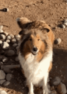 Collie Dog GIF - Collie Dog Cute GIFs