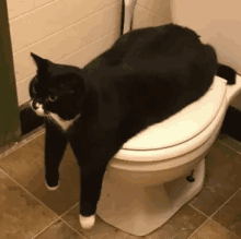 Toilet Cat GIF - Toilet Cat GIFs
