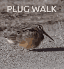 Plugwalk GIF - Plugwalk GIFs