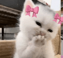 a white cat with two pink bows on its ears