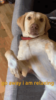 Doggy Doggo GIF - Doggy Doggo Relaxing GIFs