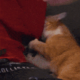Cat Armpit Smell Armpit GIF - Cat Armpit Smell Armpit Orange Cat GIFs
