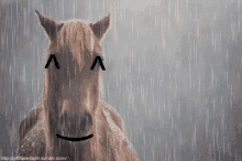 Happy Wet Horse GIF
