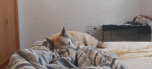 a dog laying on a bed with a striped blanket and a cage in the background