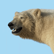 Looking Polar Bear GIF - Looking Polar Bear Robert E Fuller GIFs