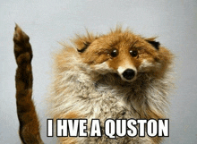 a stuffed fox that says i have a quston on the bottom