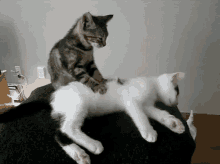 cat massage relax cheer kitten