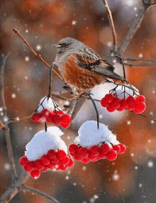 Bird Snowing GIF - Bird Snowing Winter GIFs