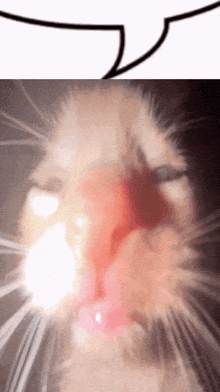 a close up of a cat 's face with a speech bubble in the background