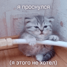 a kitten sitting on a white pipe with a caption in a foreign language