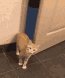 Cat Scared GIF - Cat Scared Back Away GIFs