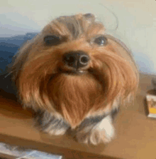 a small dog with a beard is sitting on a table and looking at the camera .