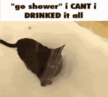 Cat Shower GIF